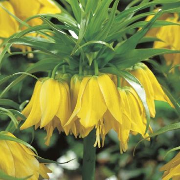Yellow Fritillaria Lutea Maxima