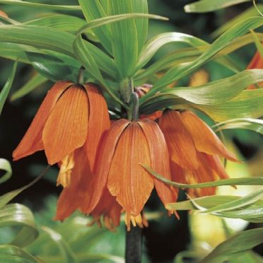 Crown Imperial Aurora