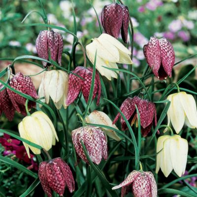 Checkered Lily