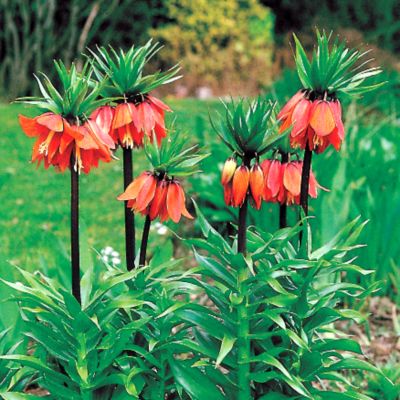 Red Crown Imperial