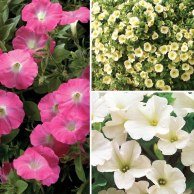 Petunia Surfinia