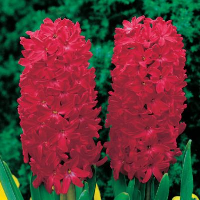 Hyacinth Jan Bos