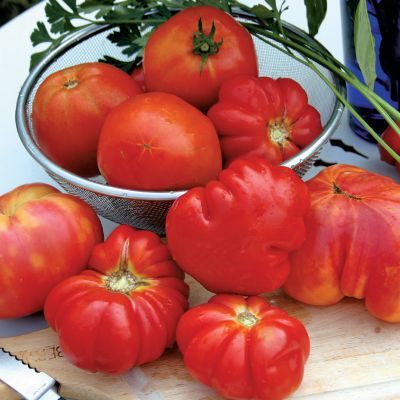 Heirloom Tomato Plants