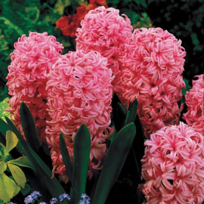 Hyacinth Pink Pearl