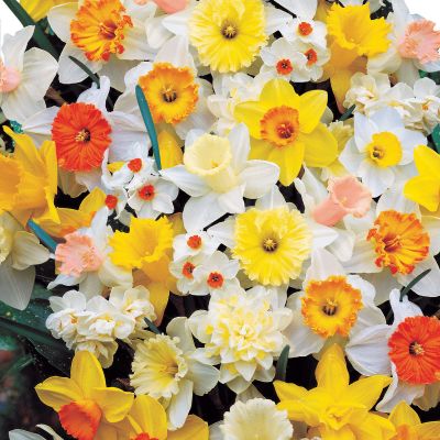 Park's Top-of-the-Line Mix: This mix contains Daffodils in both single and double form, in shades of orange, pink, white, and yellow.