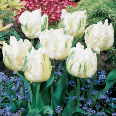 Parrot Tulip White Parrot