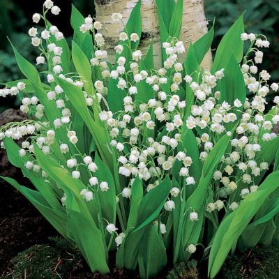 Lily-of-the-Valley