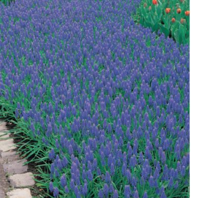 Grape Hyacinth