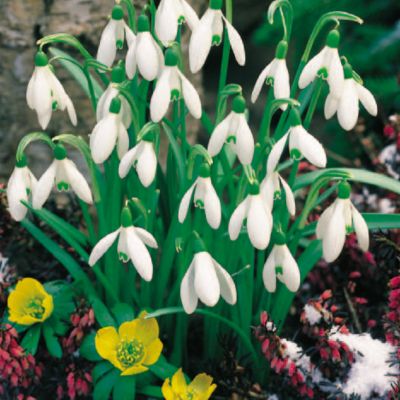 Snowdrops