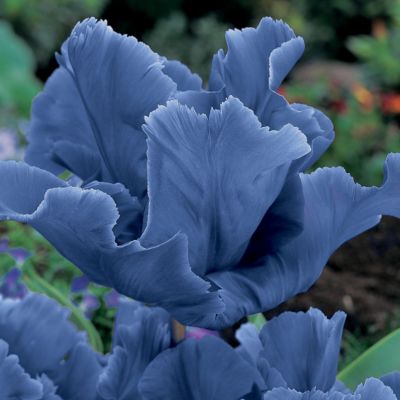 Tulip Blue Parrot
