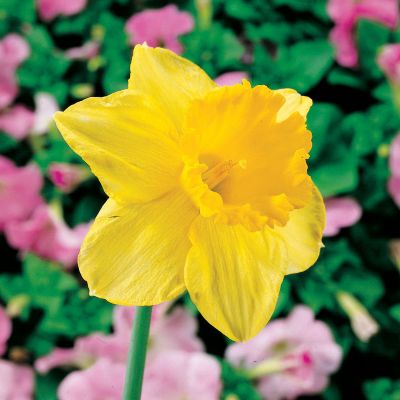 Daffodil Carlton