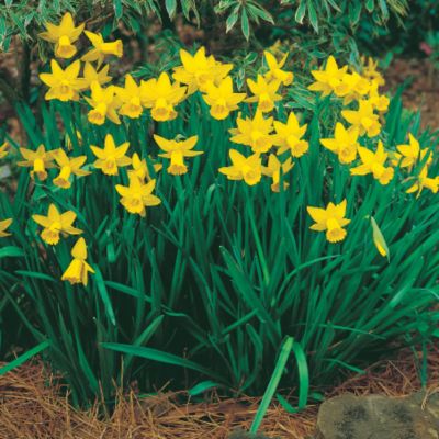 Daffodil February Gold