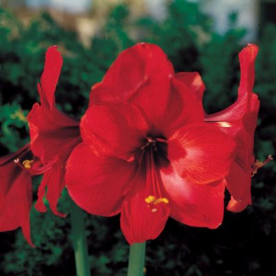 Amaryllis Red Lion