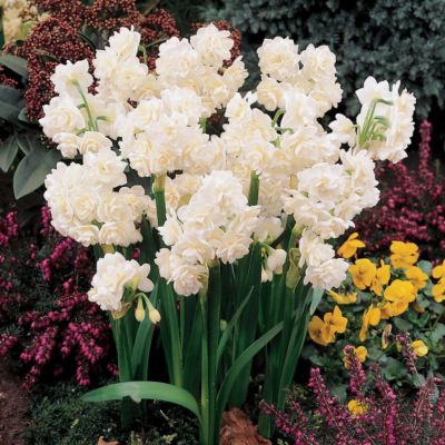 Daffodil Erlicheer