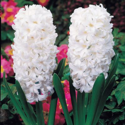 Hyacinth Carnegie