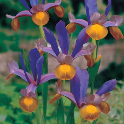 Dutch Iris Frans Hals