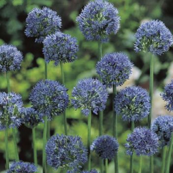 Allium caeruleum