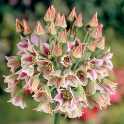 Allium bulgaricum