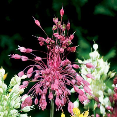 Allium Fireworks Pink