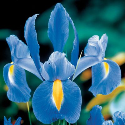 Dutch Iris Blue Diamond