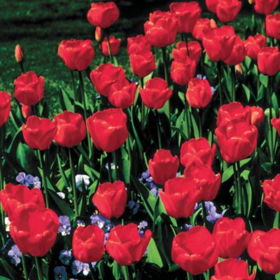 Tulip Apeldoorn