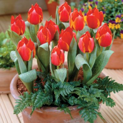Tulip First Impression