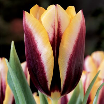 Tulip Gavota