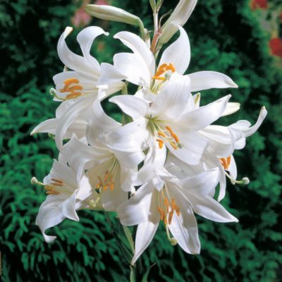 Madonna Lily