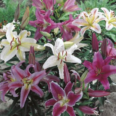 Oriental Lily Mix