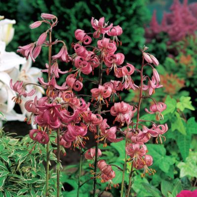 Rosy Lilac Turk