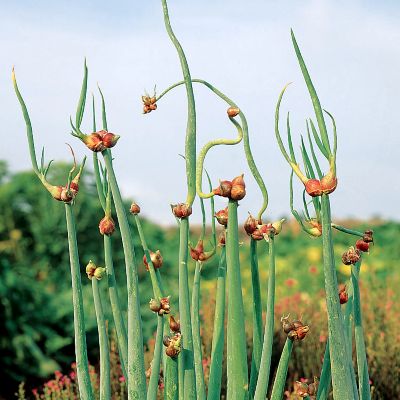 Egyptian Walking Onion