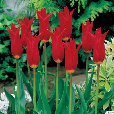 Tulip Red Shine