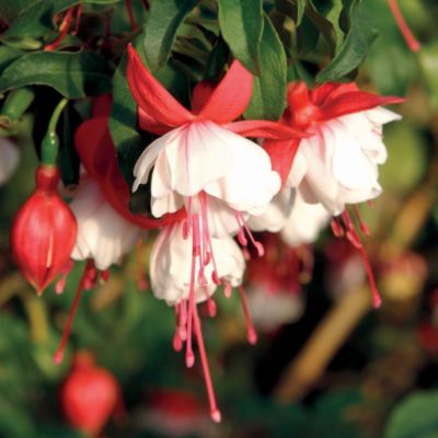 Live Annual Fuchsia Plants