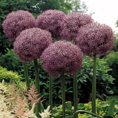 Allium Globemaster