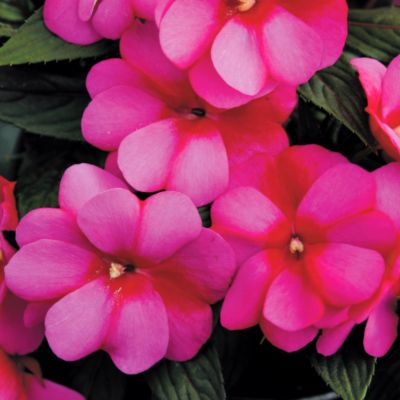Live Annual Impatiens Plants