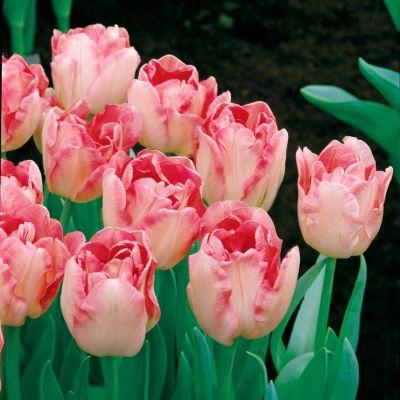 Tulip Angelique