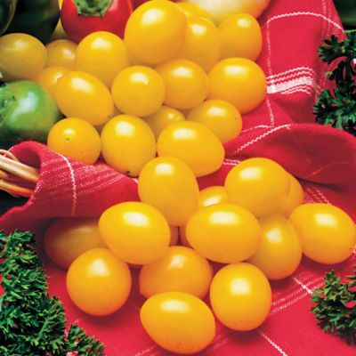 Yellow Grape Tomato Plant