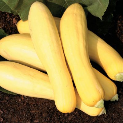 Squash Straightneck Hybrid Plants