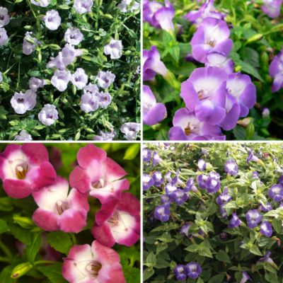 Live Torenia Annual Plants
