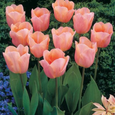 Tulip Apricot Beauty