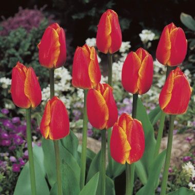 Tulip Queen Wilhelmina