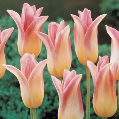 Tulip Elegant Lady