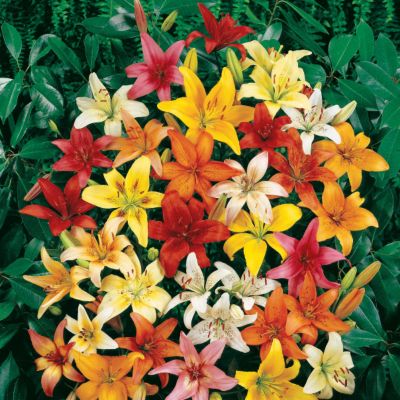 Elite Asiatic Lily Hybrid Mix