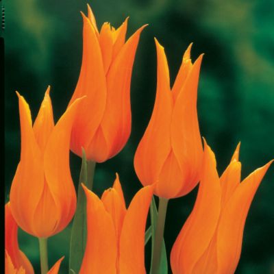 Tulip Ballerina