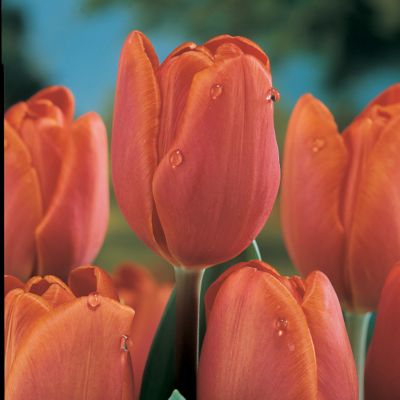 Tulip 