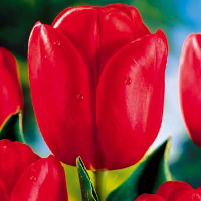 Tulip Darwin Red