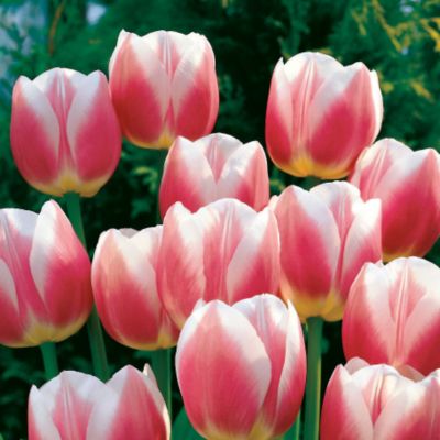 Tulip Valentine