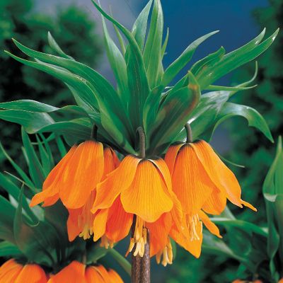 Crown Imperial The Premiere