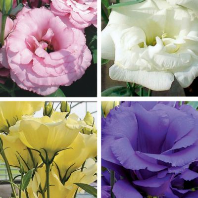 Live Annual Lisianthus Plants