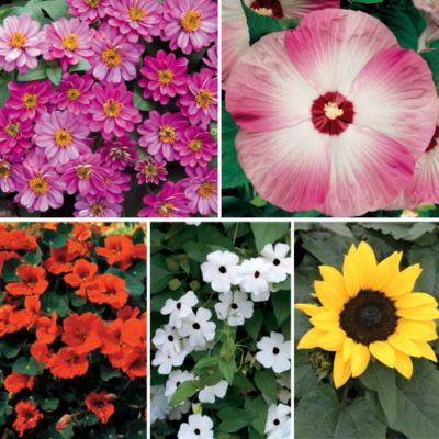 Quick, Easy Flower Garden Collection: A collection of 5 packets of direct-sow flowers for sun: Zinnia 'Profusion Double Cherry', Hibiscus 'Disco Bell Pink' Hybrid, Sunflower 'Choco Sun', Black-Eyed Susan Vine 'White-Eyed Susie', and Nasturtium 'Princess of India'.